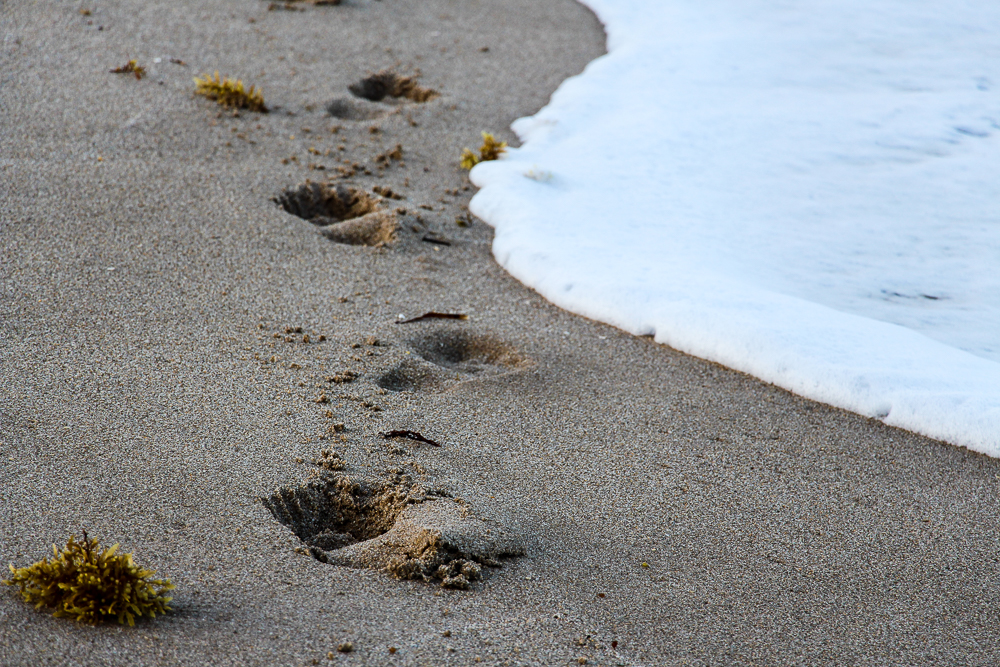 LauderdalebytheSea-1-64